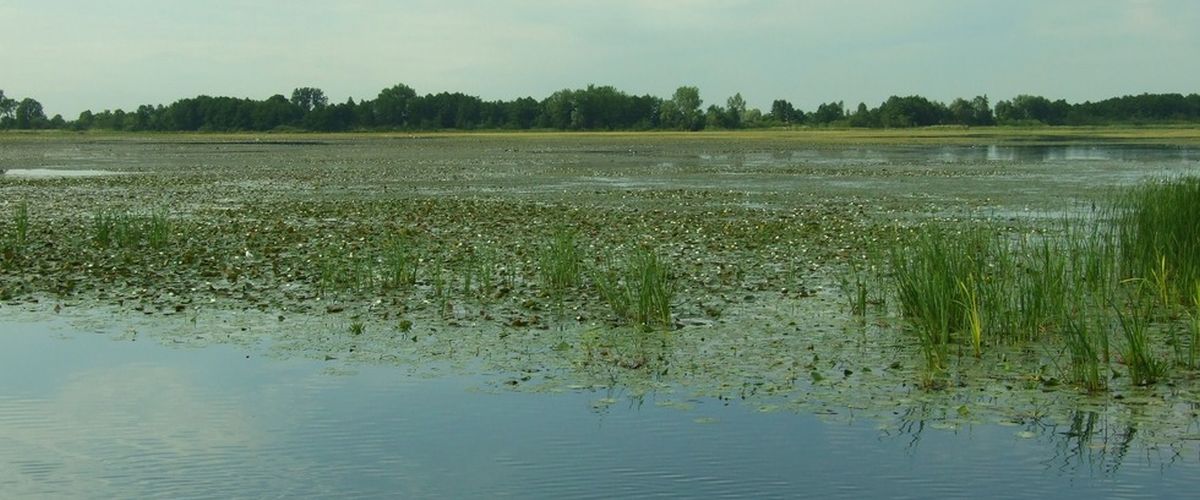 Zarastające jezioro